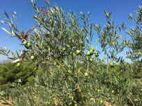 IMG_5806.JPG (4593312 Byte)