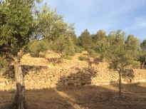 Oliven.jpeg (127998 Byte)